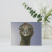 Carte Postale Emu vous regarde (Debout devant)