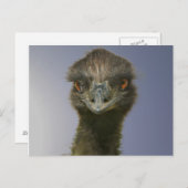 Carte Postale Emu vous regarde (Devant / Derrière)