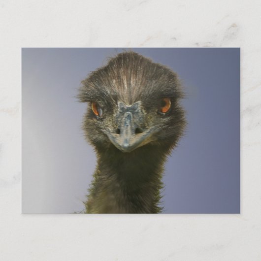 Carte Postale Emu vous regarde (Devant)