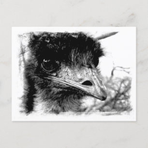 Carte postale Emu Wildlife