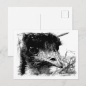 Carte postale Emu Wildlife (Devant / Derrière)