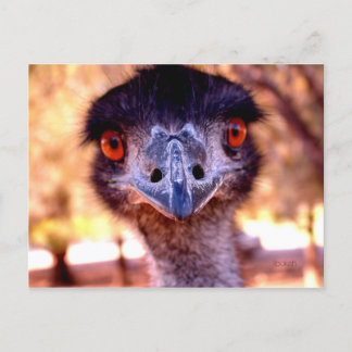 Carte postale Emu Wildlife