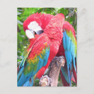 Carte Postale En amour Perroquets