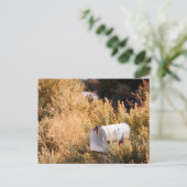 Carte Postale En attendant le courrier. (Debout devant)