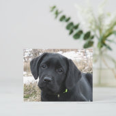 Carte Postale En attendant le printemps - chiot Labrador - Lab n (Debout devant)