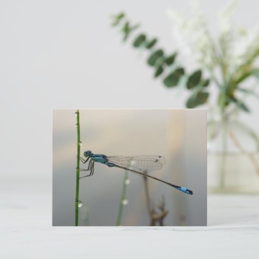 Carte Postale En attente, macro Blue Damselfly (Debout devant)