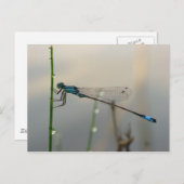 Carte Postale En attente, macro Blue Damselfly (Devant / Derrière)