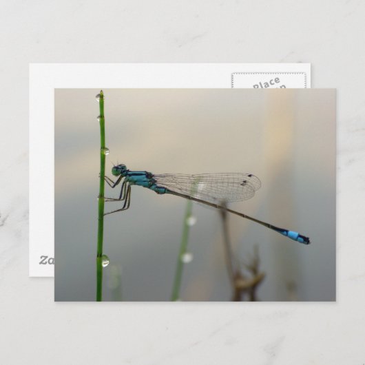 Carte Postale En attente, macro Blue Damselfly (Devant / Derrière)