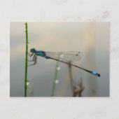 Carte Postale En attente, macro Blue Damselfly (Devant)