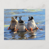 Carte Postale En Bas ! (Devant)