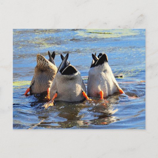 Carte Postale En Bas ! (Devant)