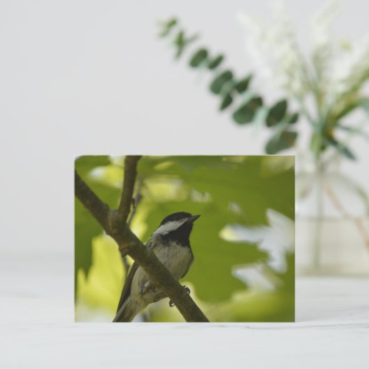 CARTE POSTALE EN CHICKADE NOIRE (Debout devant)