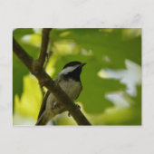 CARTE POSTALE EN CHICKADE NOIRE (Devant)
