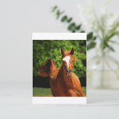 Carte Postale En cours (Debout devant)