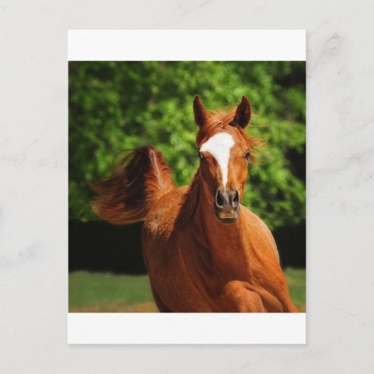 Carte Postale En cours (Devant)