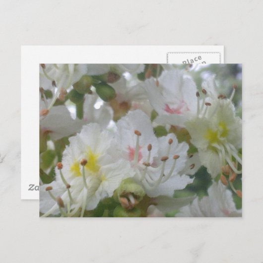 Carte postale en fleur de châtaignes (Devant / Derrière)