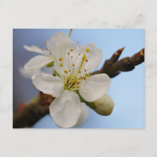 Carte postale en fleurs de prune blanche