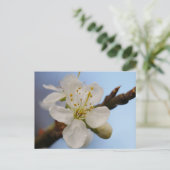 Carte postale en fleurs de prune blanche (Debout devant)