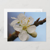 Carte postale en fleurs de prune blanche (Devant / Derrière)