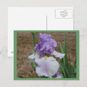 Carte postale en iris bleu. (Devant / Derrière)