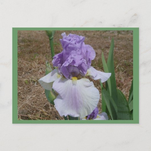 Carte postale en iris bleu. (Devant)