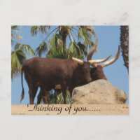 En pensant à vous Bovins africains Watusi