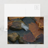 Carte postale en plumes blanches (Devant / Derrière)