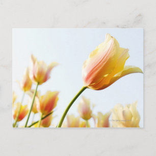 Carte Postale en regardant les tulipes qui poussent dans un jard