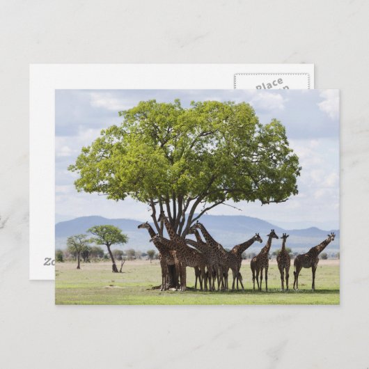 Carte Postale En safari dans le parc national de Mikumi en Tanza (Devant / Derrière)