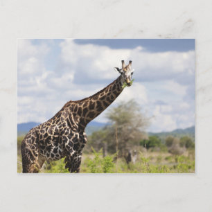 Carte Postale En safari en Tanzanie, Afrique.