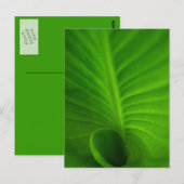 Carte postale en spirale verte de feuille (Devant / Derrière)