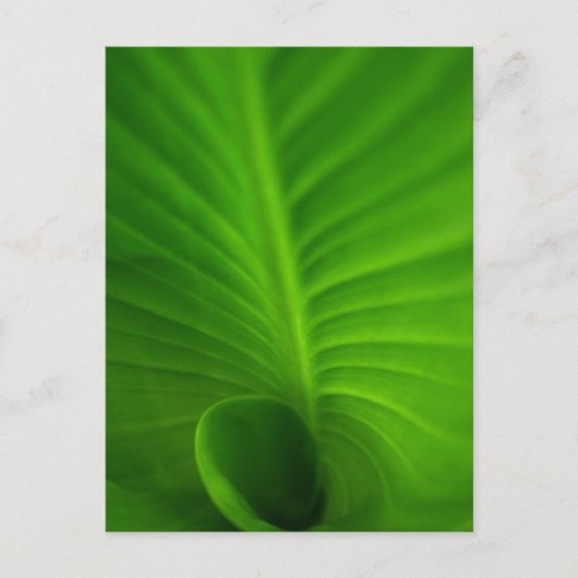 Carte postale en spirale verte de feuille (Devant)