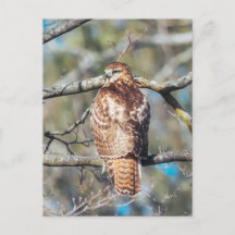 Carte postale en verre à queue rouge