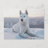 Carte Postale Enchanter White Husky Dog dans la neige (Devant)