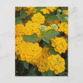 Carte Postale Encourager un ami spécial Fleurs Jaunes Positives (Devant)