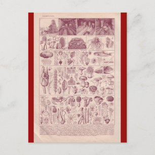 Carte Postale Encyclopédie française 1920, Champignons