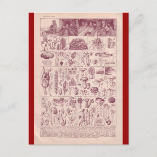 Carte Postale Encyclopédie française 1920, Champignons (Devant)