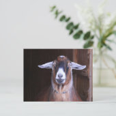 Carte Postale Endeder Et Cute Chèvre (Debout devant)