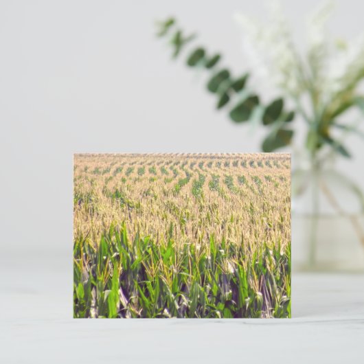 Carte Postale Endless Rows of Corn Postcard (Debout devant)
