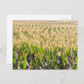 Carte Postale Endless Rows of Corn Postcard (Devant / Derrière)
