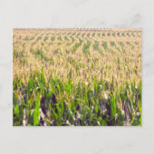 Carte Postale Endless Rows of Corn Postcard (Devant)