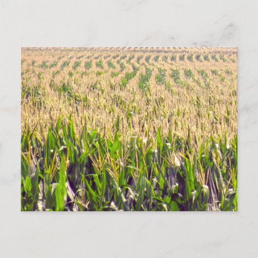 Carte Postale Endless Rows of Corn Postcard (Devant)
