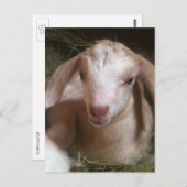 Carte postale enfant chèvre doré nouveau-né (Devant / Derrière)