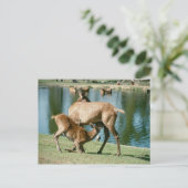 Carte Postale Enfant de cerfs rouges (Debout devant)