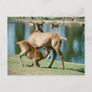 Carte Postale Enfant de cerfs rouges