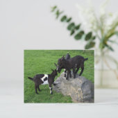 Carte Postale Enfants de chèvre (Debout devant)