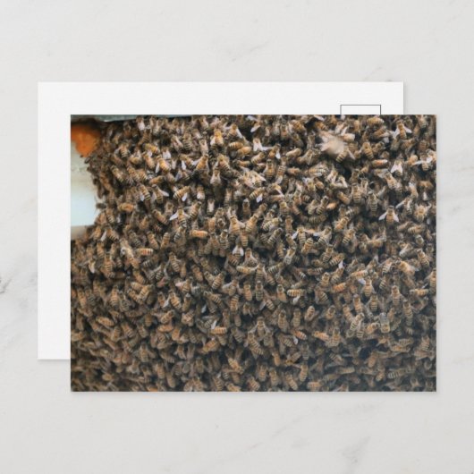 Carte Postale Enfoncer (Devant / Derrière)