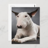 Carte postale English Bull Terrier (Devant / Derrière)