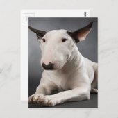 Carte postale English Bull Terrier (Devant / Derrière)