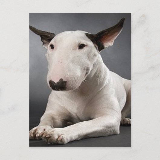 Carte postale English Bull Terrier (Devant)